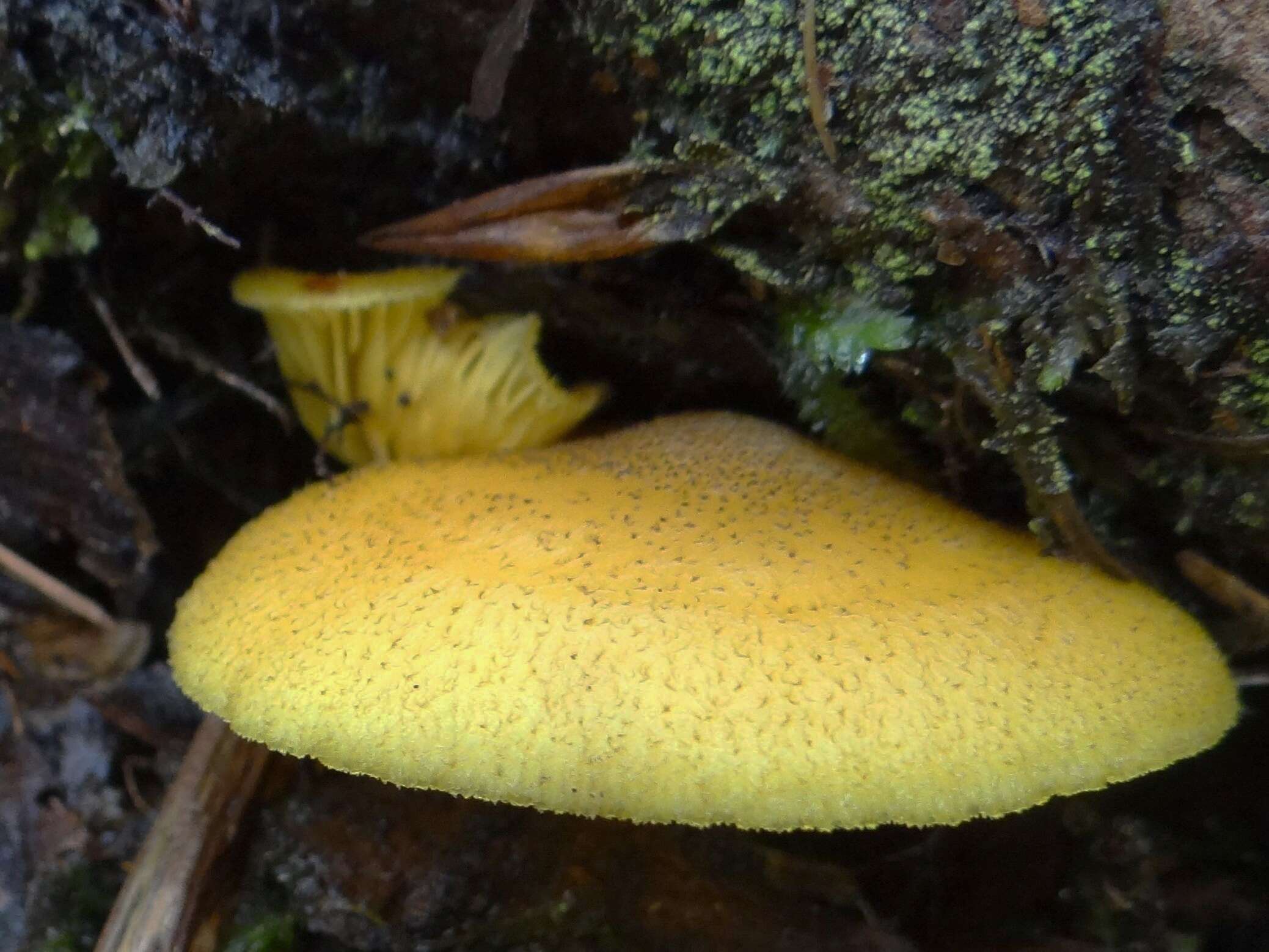 Tricholomopsis decora (Fr.) Singer 1939 resmi