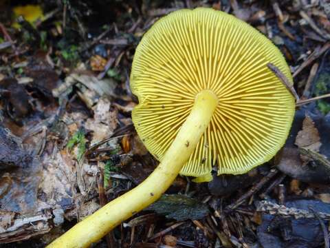 Image of Tricholomopsis decora (Fr.) Singer 1939