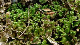 Image de Marchantia polymorpha subsp. ruderalis Bischl. & Boissel.-Dub.