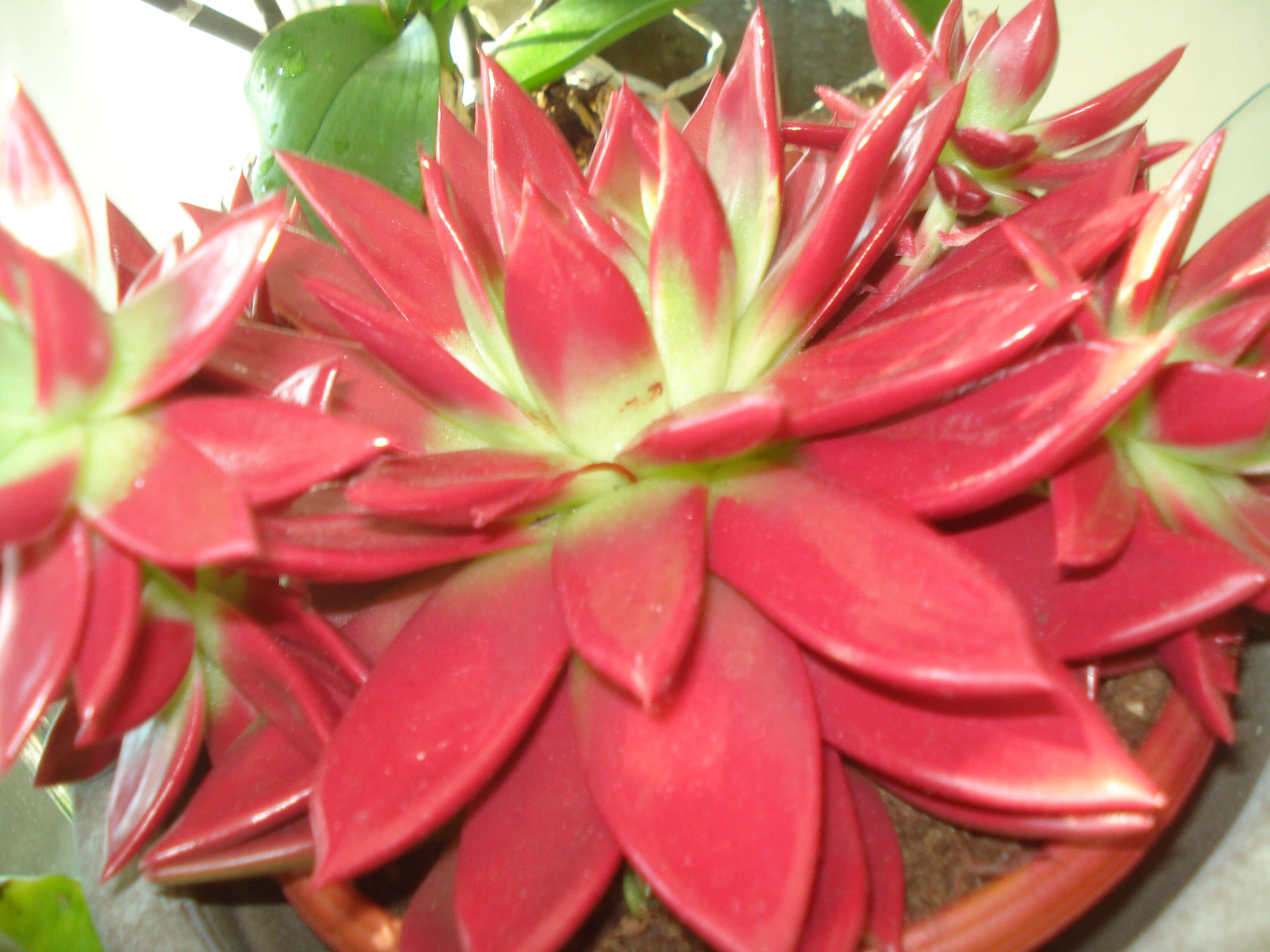 Image of Echeveria agavoides Lem.