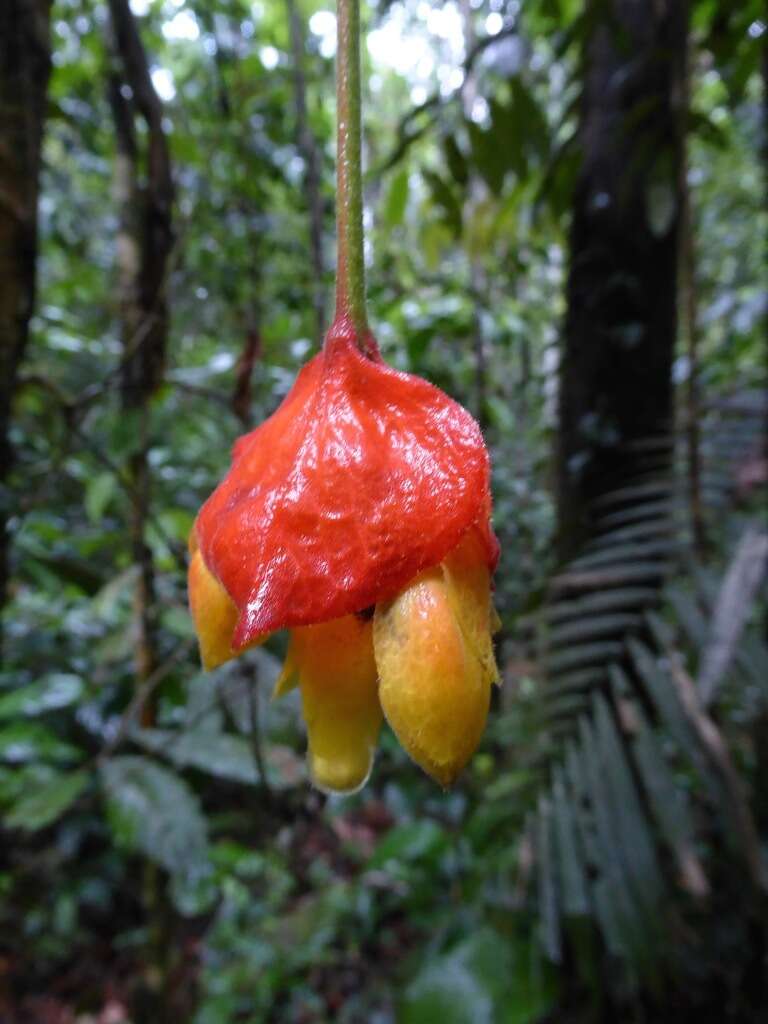 Image of Drymonia pendula (Poepp.) Wiehler