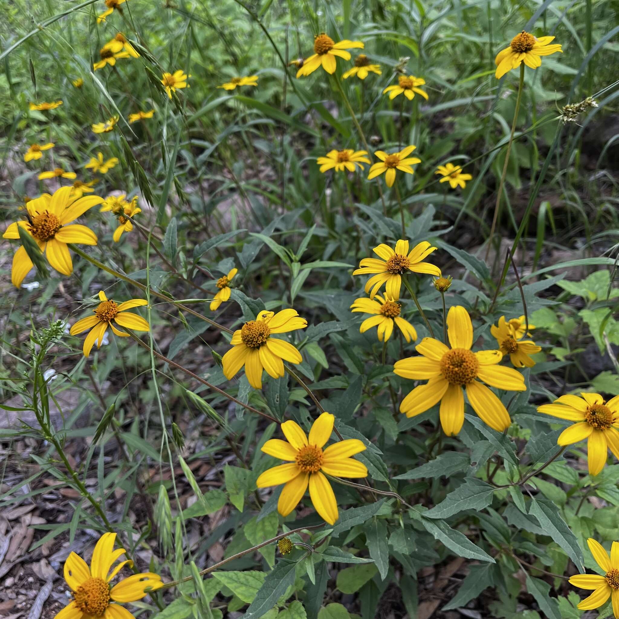 Image of mountain oxeye