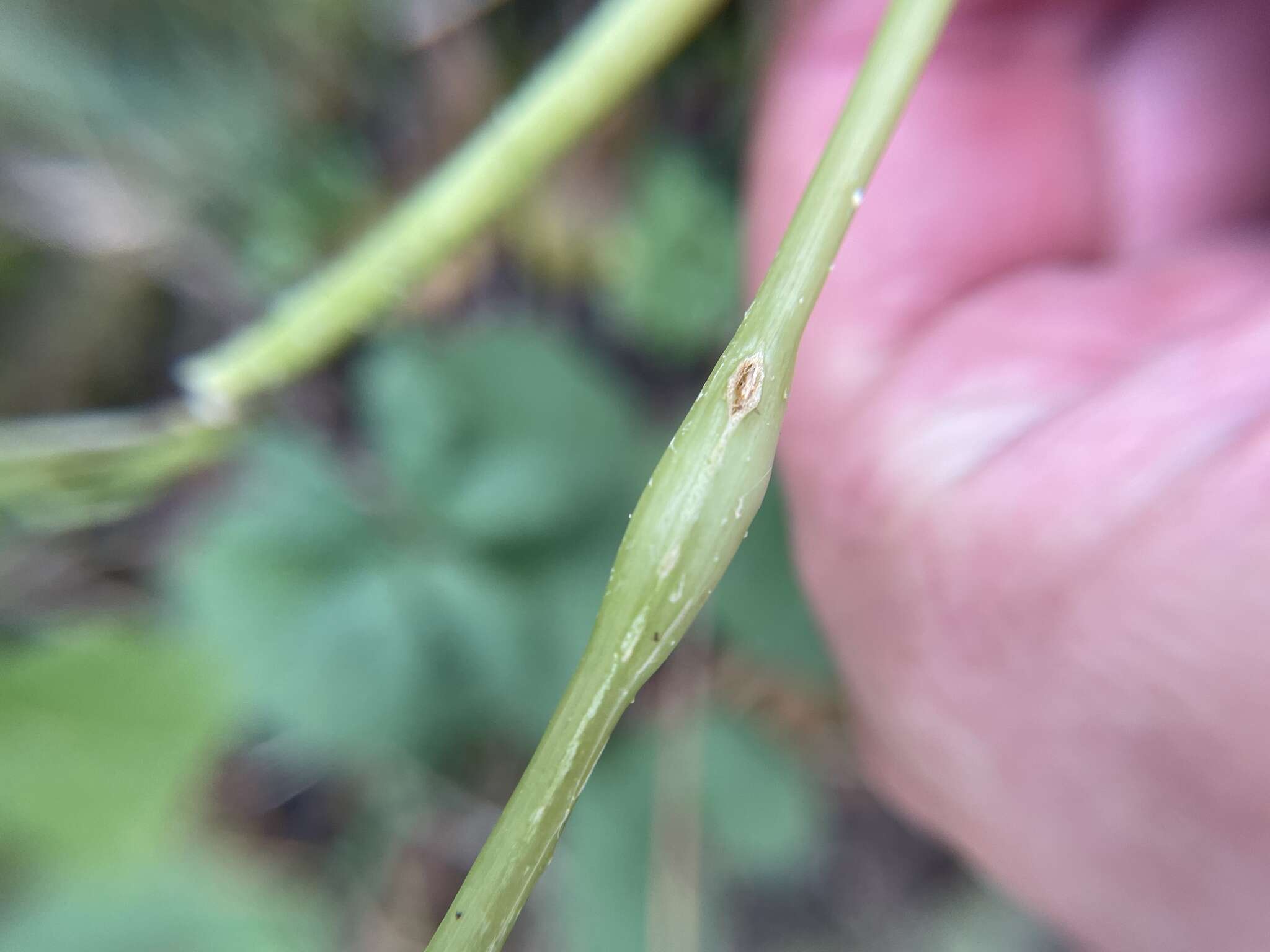 صورة Neolasioptera laportiae Plakidas 2016