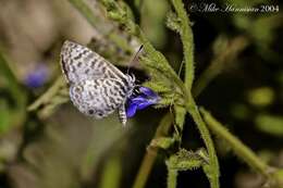 Image of Leptotes cassius cassidula