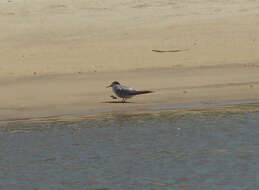 Image of Yellow-billed Tern