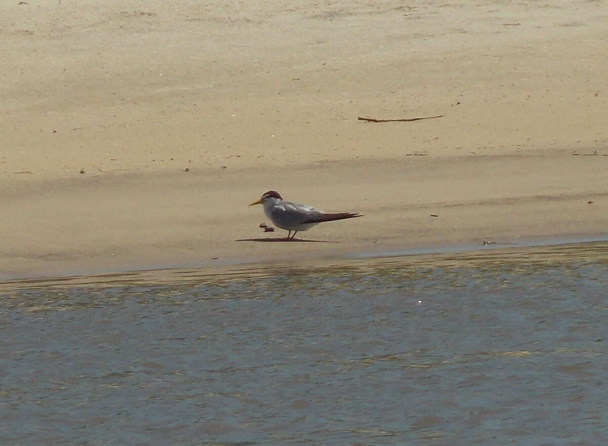 Image of Yellow-billed Tern