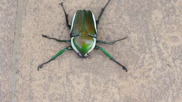 Image of Dicronorhina derbyana derbyana Westwood 1842