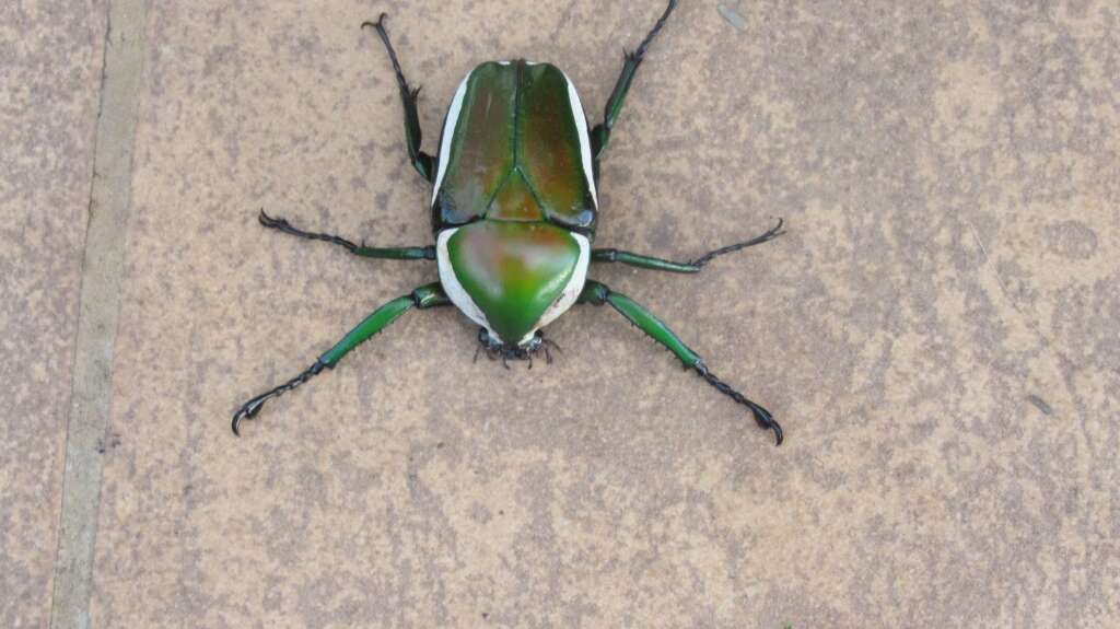 Image of Dicronorhina derbyana derbyana Westwood 1842