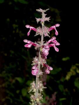 Слика од Stachys sylvatica L.