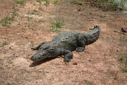 Image of West African crocodile