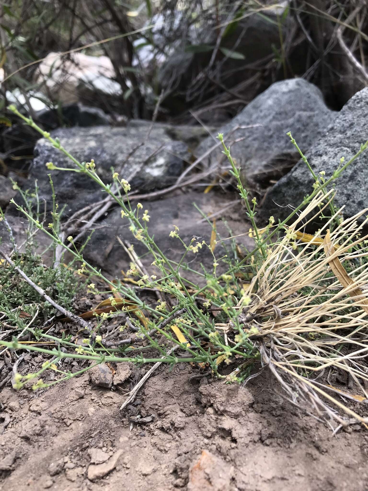 Image of Galium suffruticosum Hook. & Arn.