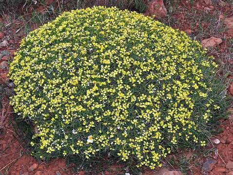 Plancia ëd Vella spinosa Boiss.