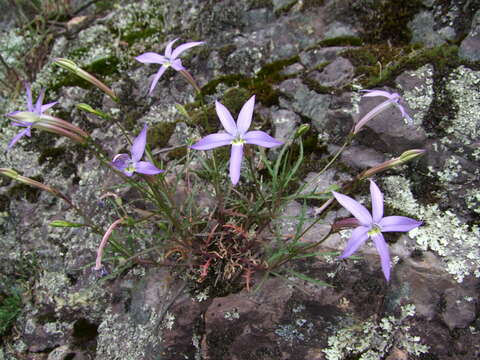 Image of Lithotoma axillaris (Lindl.) E. B. Knox