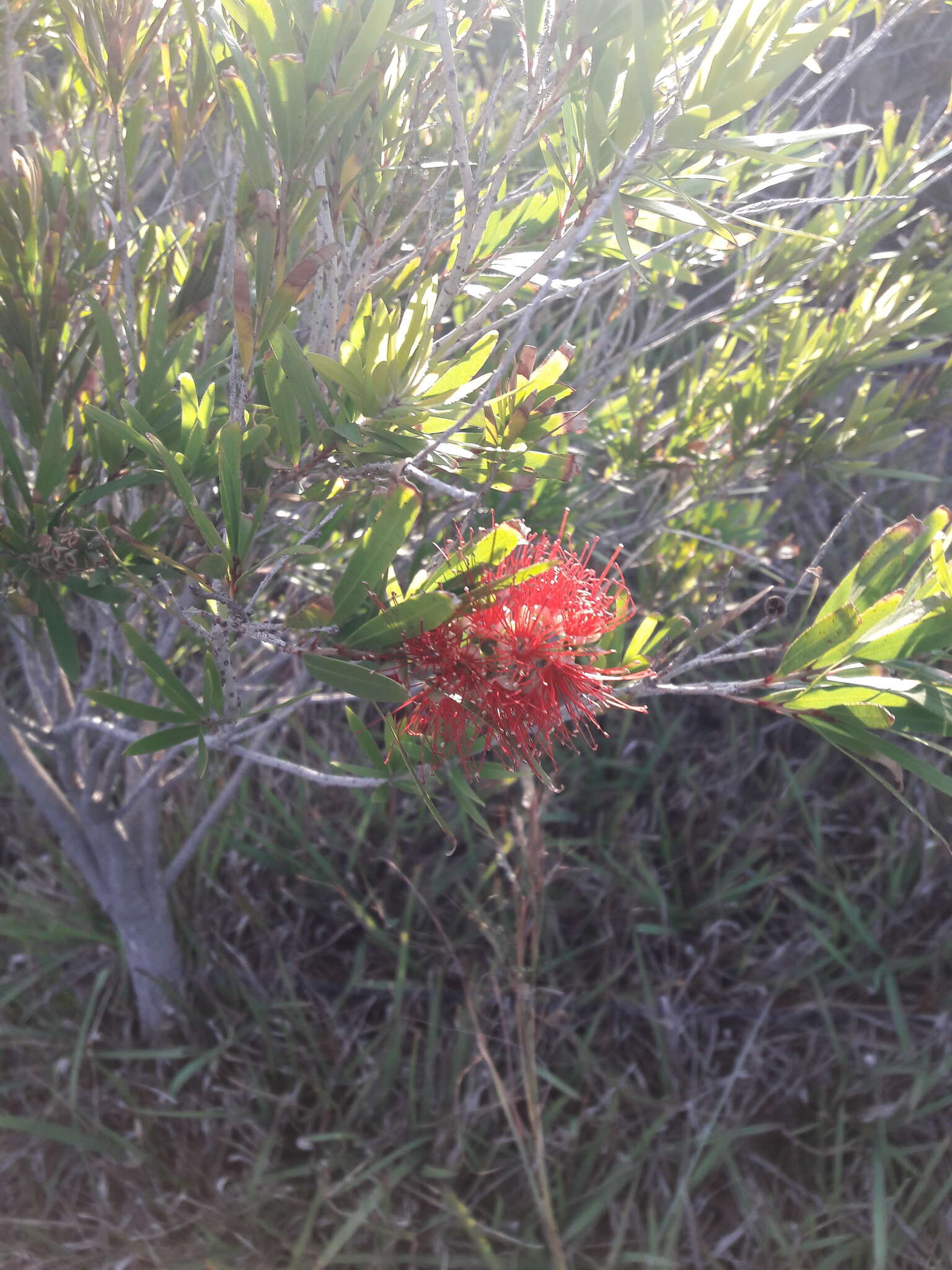 صورة Callistemon viminalis subsp. viminalis