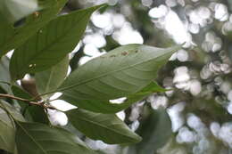 Image of Lithocarpus litseifolius (Hance) Chun
