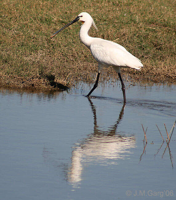 Image of spoonbill, eurasian spoonbill