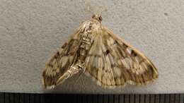 Image of Zigzag Herpetogramma