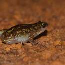 Image of Eluru dot frog