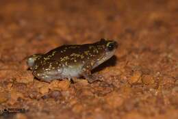 Image of Eluru dot frog