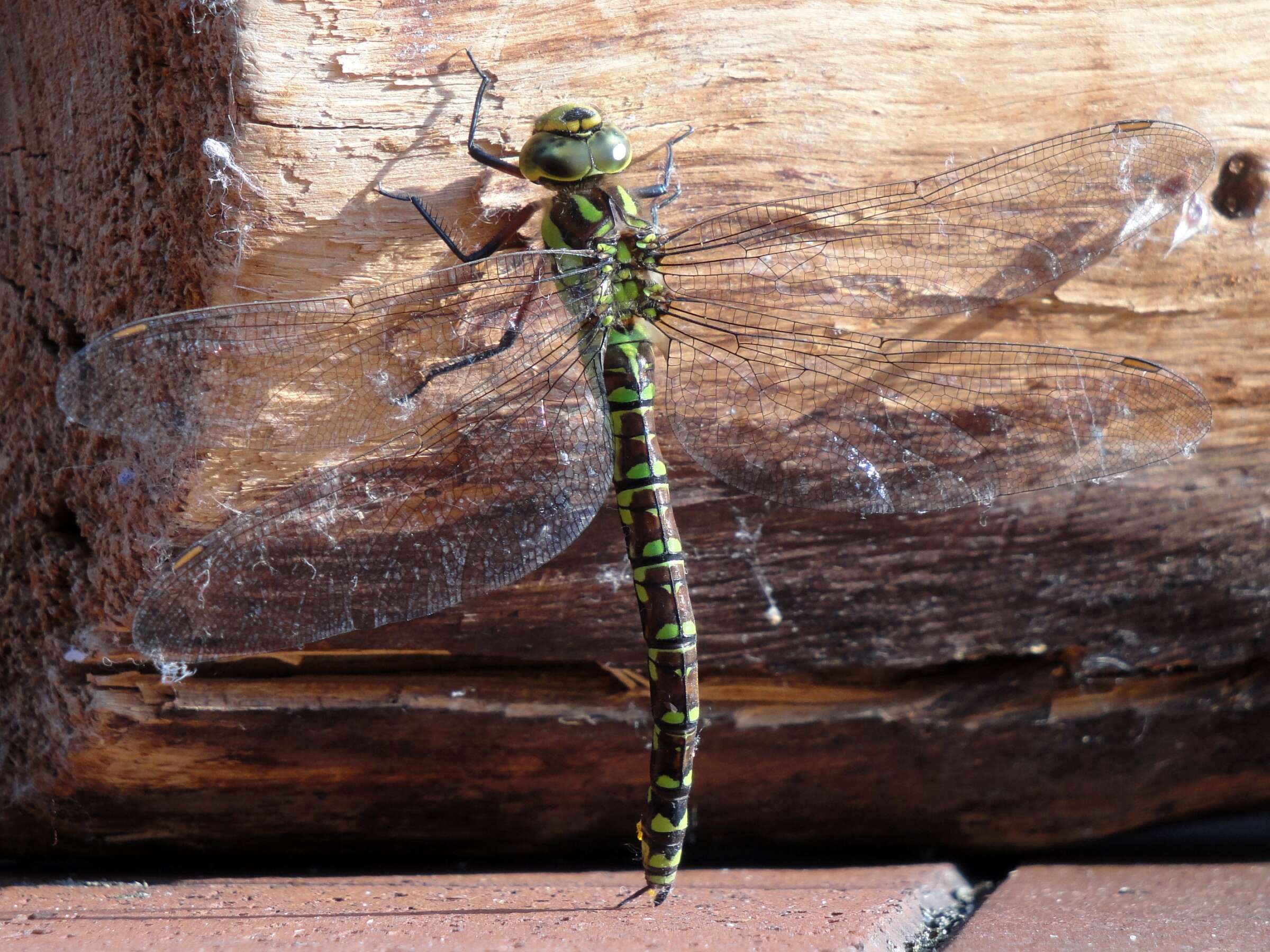 Aeshna cyanea (Müller 1764) resmi