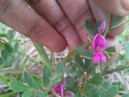 Image of Indigofera denudata Thunb.