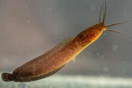 Image of Snake catfish