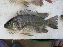 Image de Oreochromis leucostictus (Trewavas 1933)