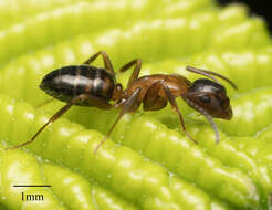 Image of Essig's Carpenter Ant