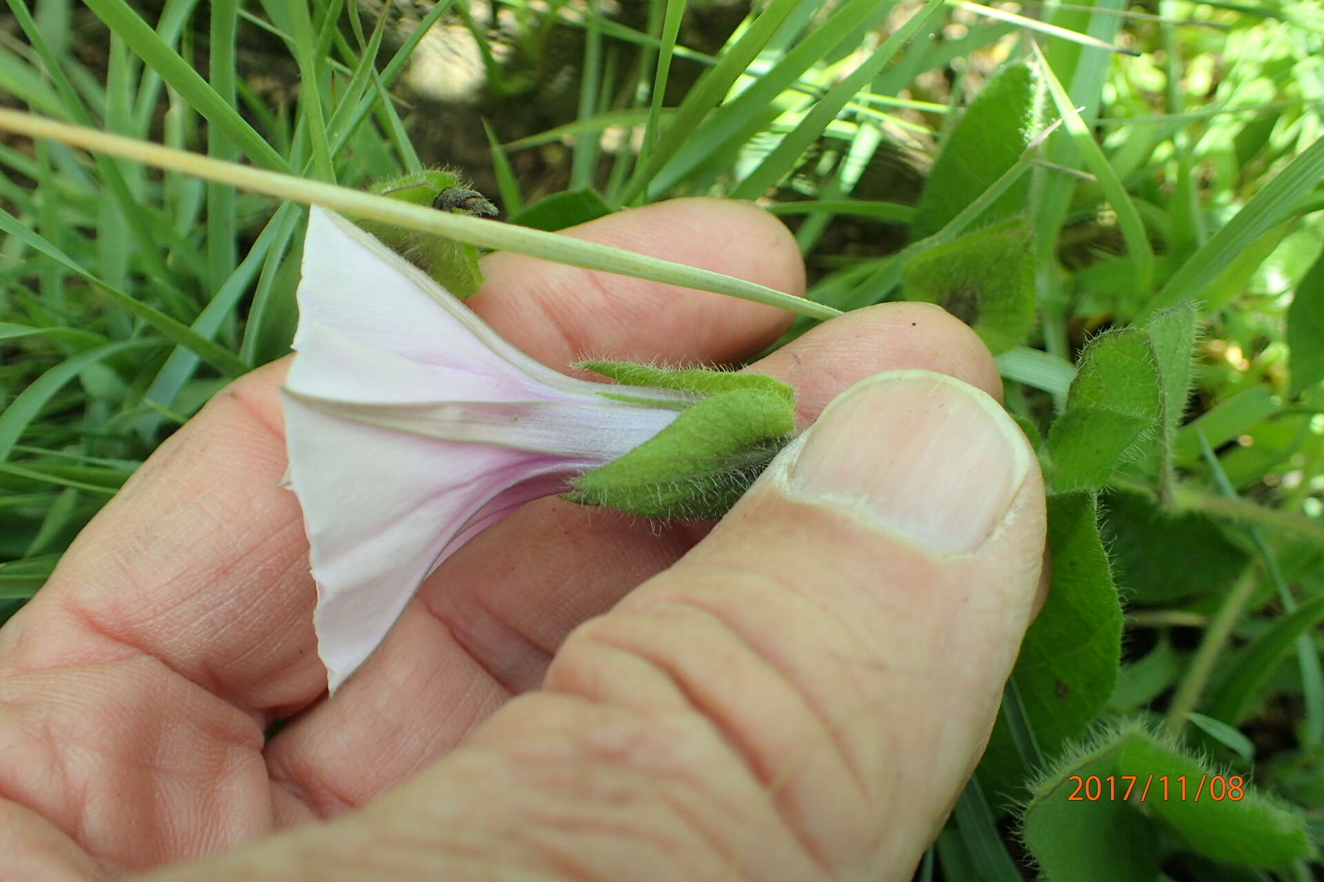 Sivun Ipomoea crassipes Hook. kuva