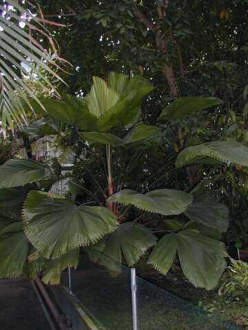 Image of Grosse Licuala Palm