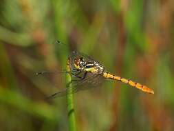 Image of Eastern Pygmyfly