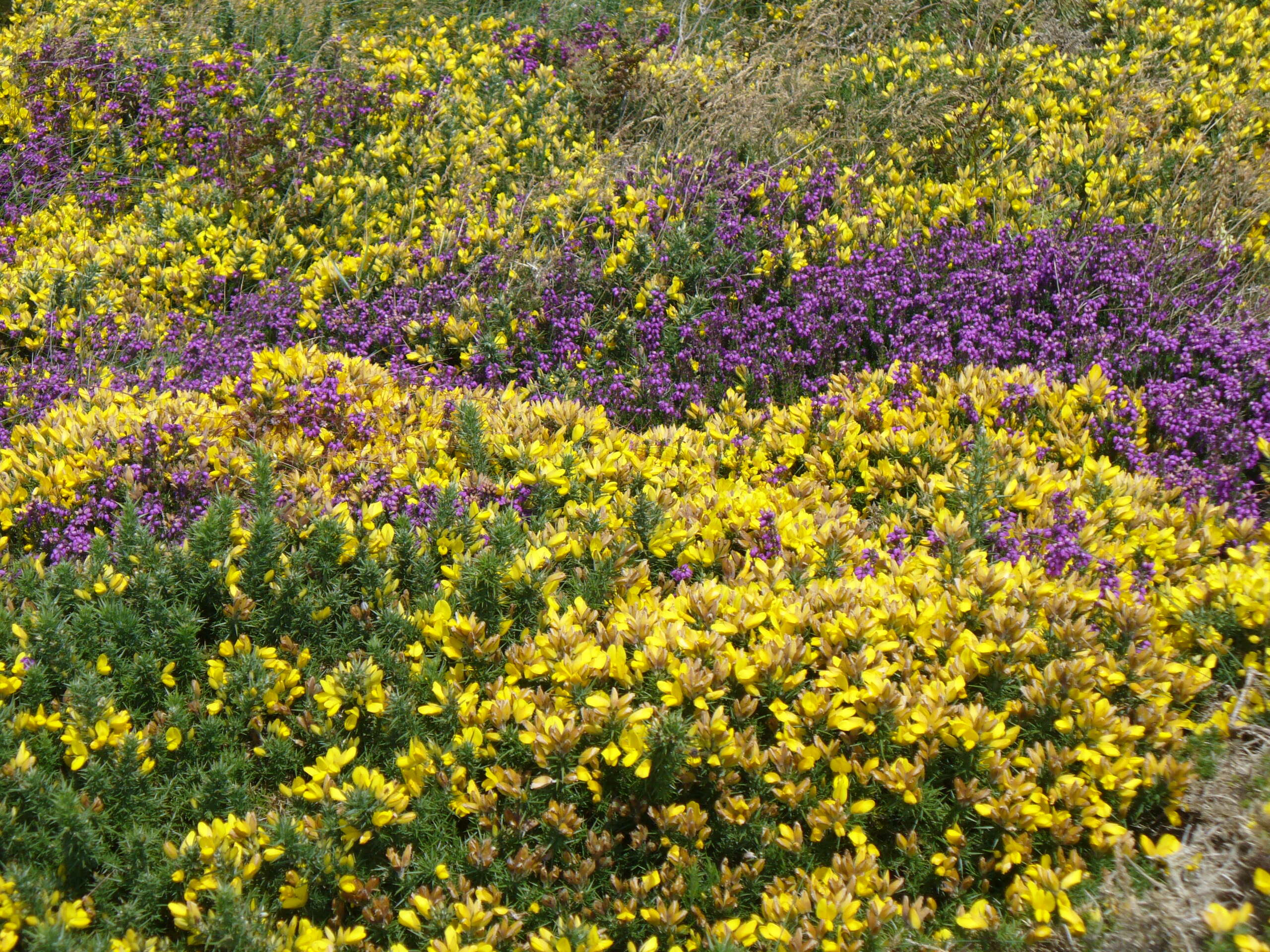 Imagem de Ulex gallii Planch.