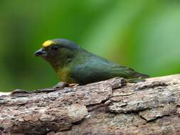 Image of Bronze-green Euphonia