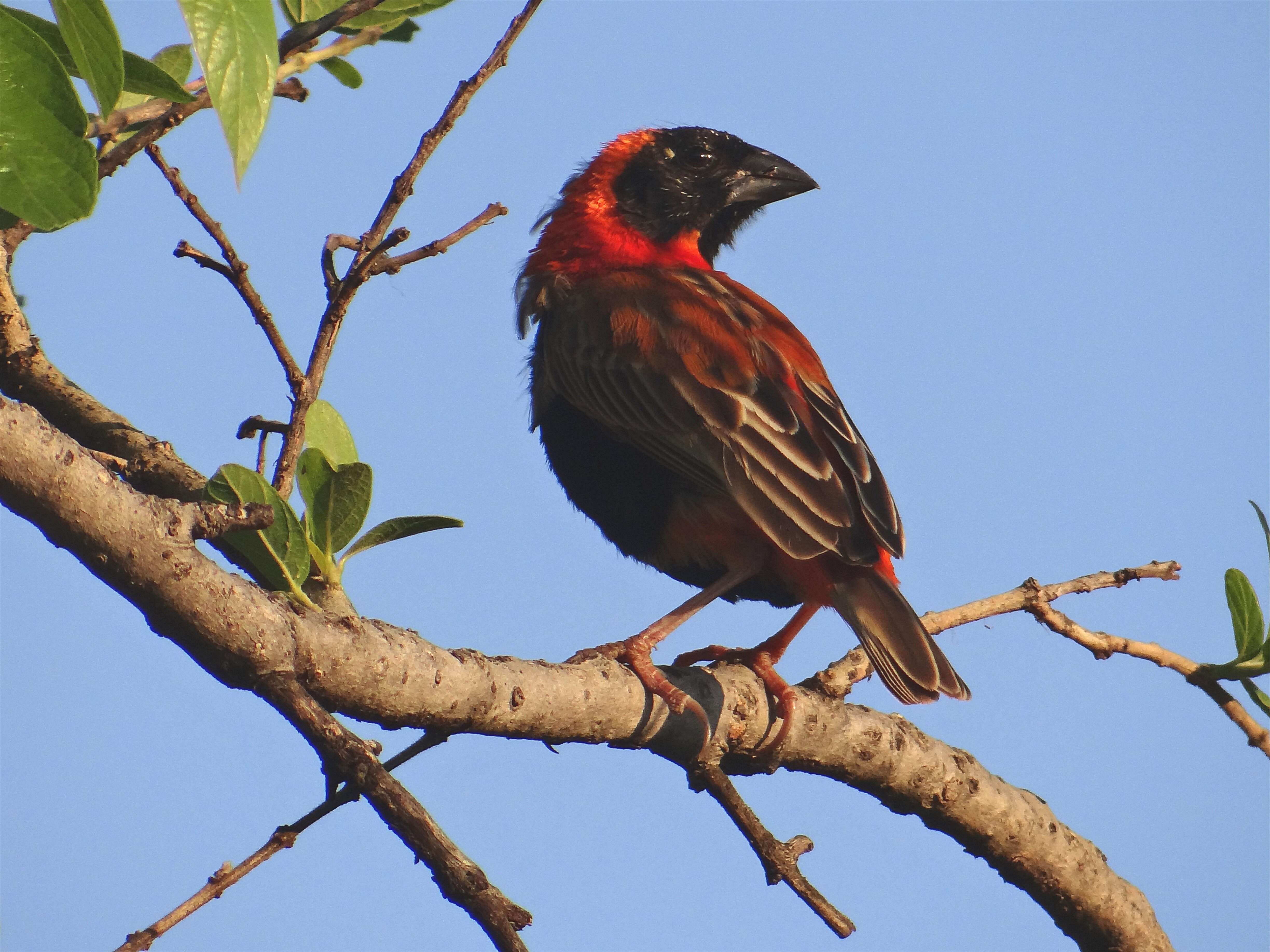 Image of Red Bishop