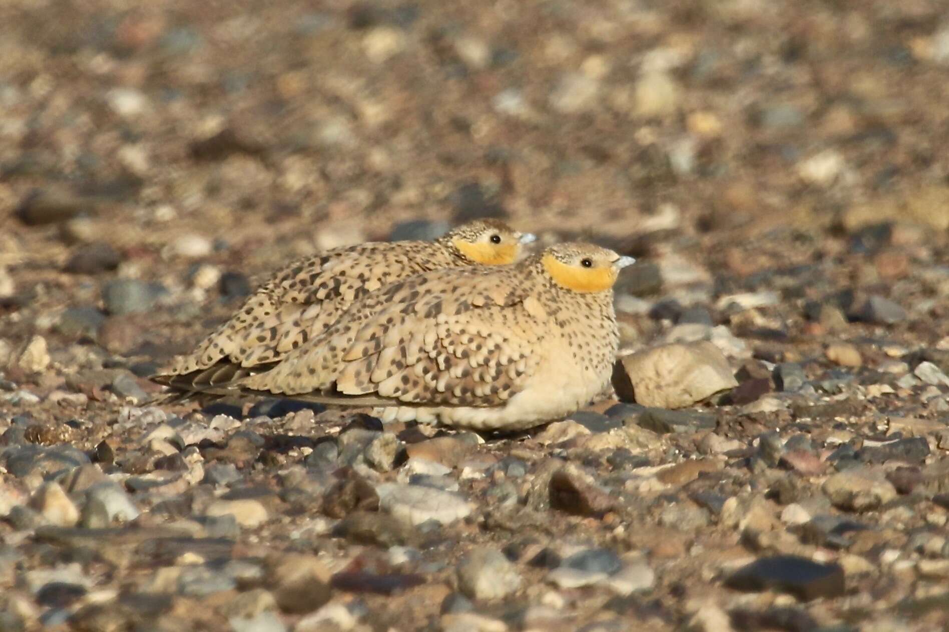 Image of Spotted Sandgrouse