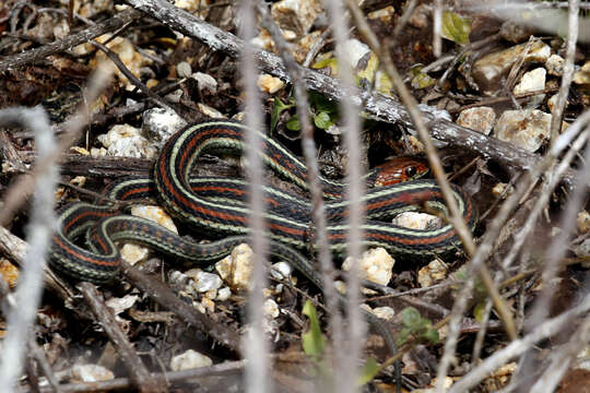 Image of San Francisco garter snake