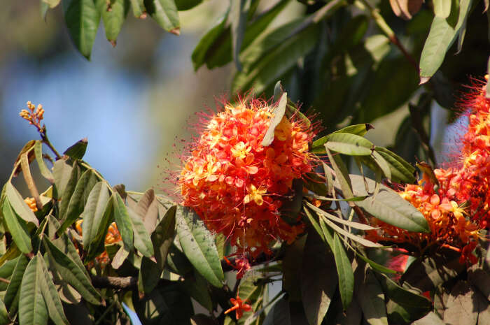 Image of Ashoka tree