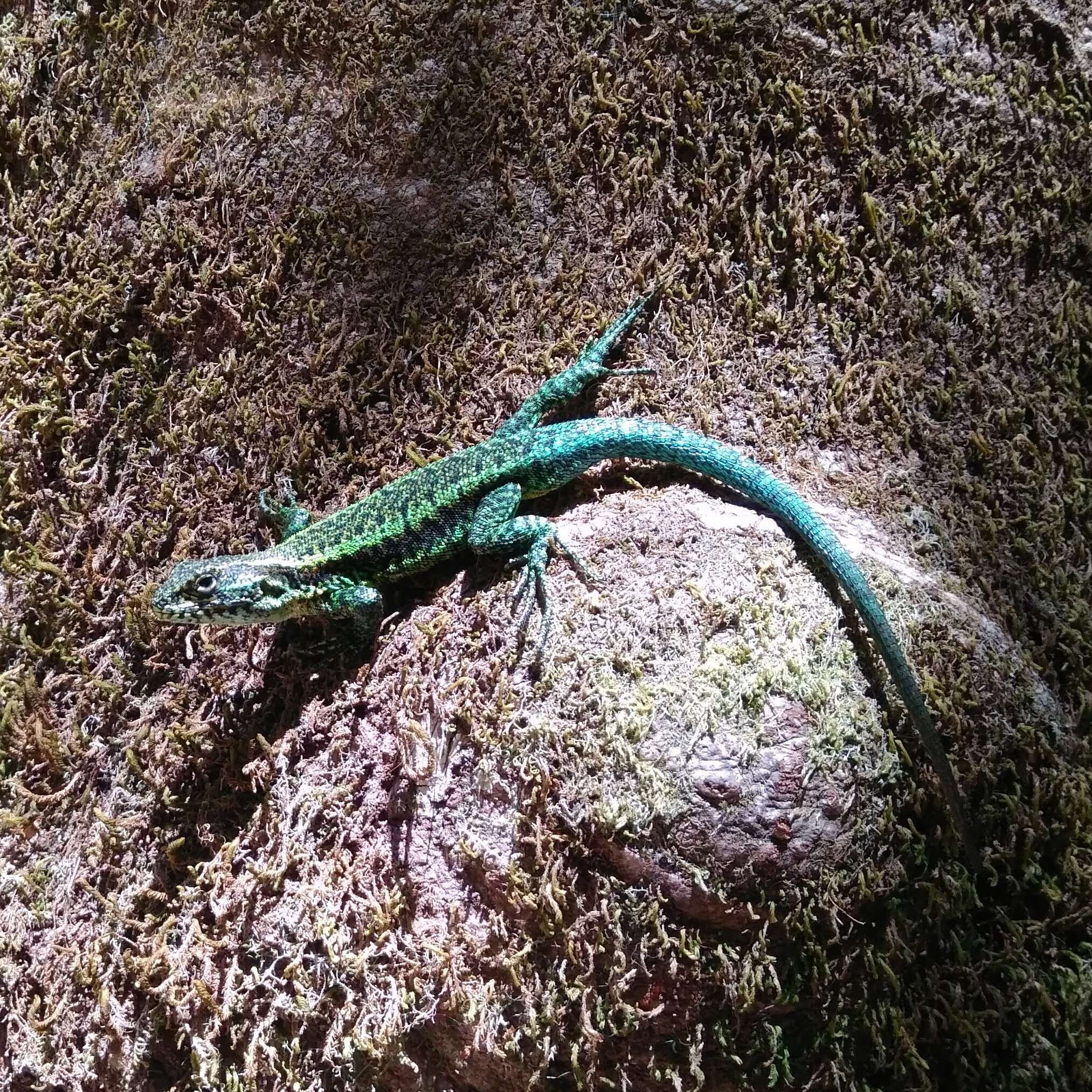 Image of Painted Tree Iguana