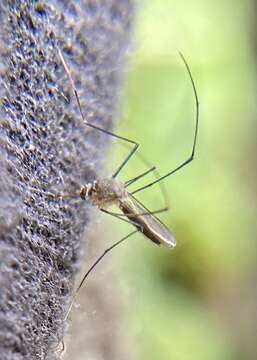 Image of Mosquito