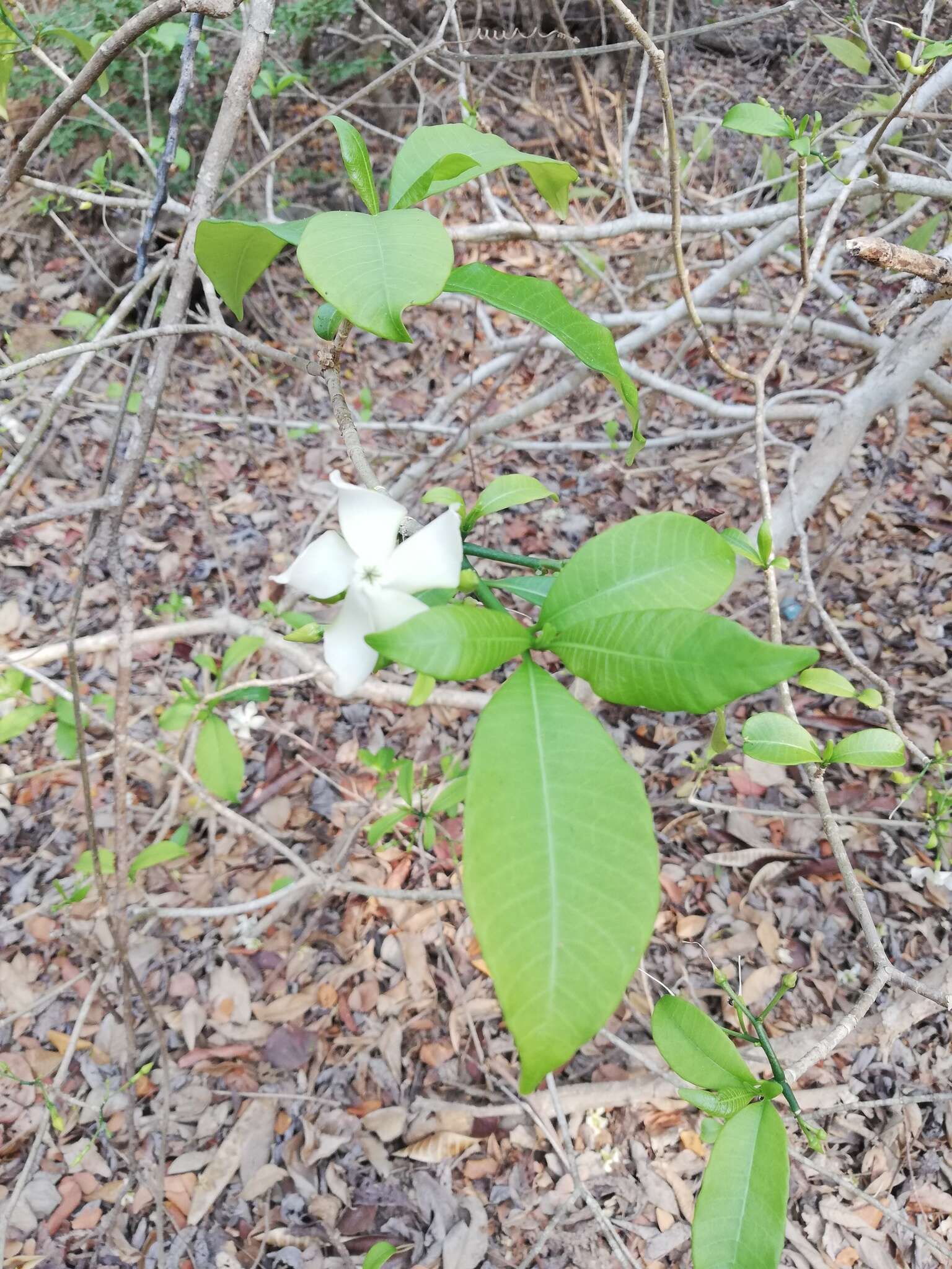 Plancia ëd Tabernaemontana amygdalifolia Jacq.