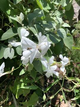 Image of Barleria albostellata C. B. Cl.