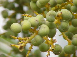 Trachycarpus fortunei (Hook.) H. Wendl. resmi