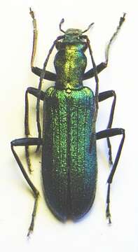 Слика од Chrysanthia viridissima