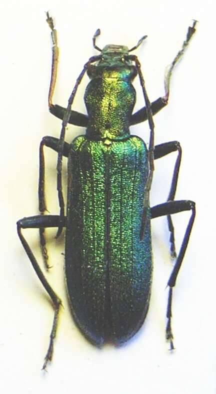 Image of Chrysanthia viridissima