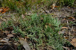 Image of Pteronia scabra Harv.