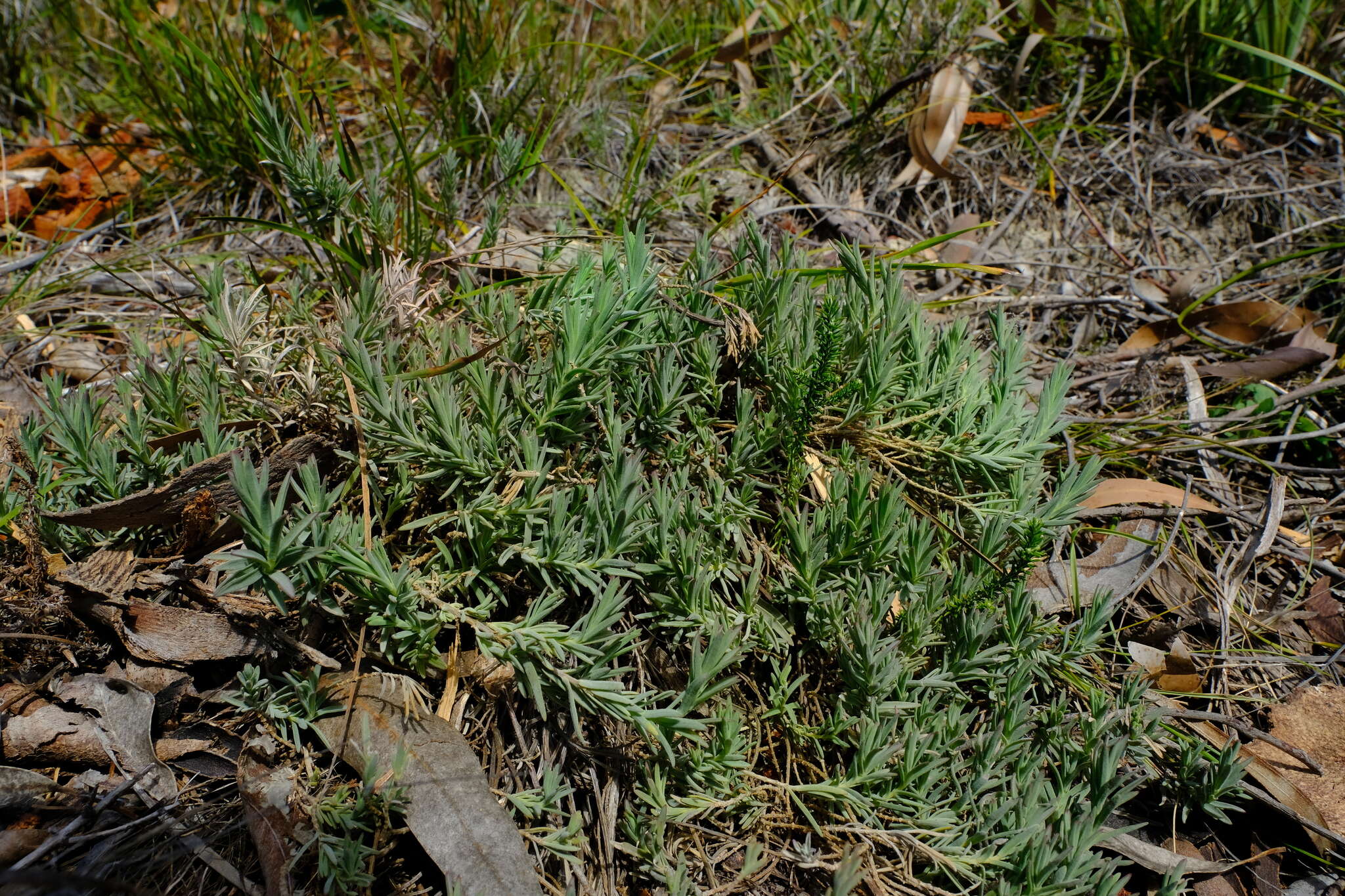 Image of Pteronia scabra Harv.