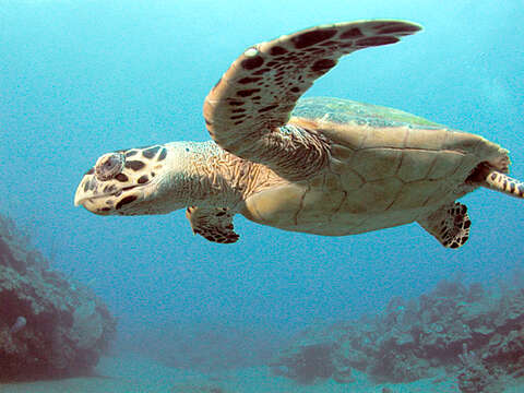 Image of Eretmochelys