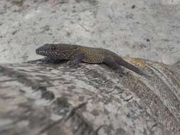 Image of Saint George Island Gecko