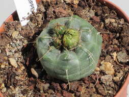 Image of Echinocereus knippelianus Liebm.