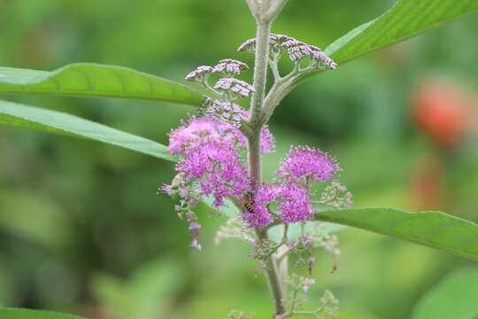 Image of Callicarpa nudiflora Hook. & Arn.